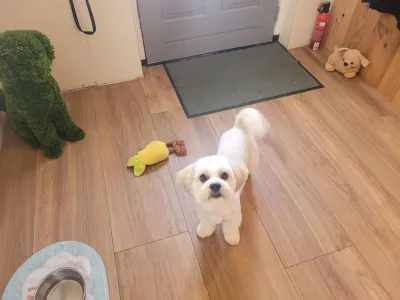 Ollie, een boomer, staat in de entree van de salon