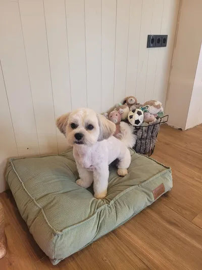 Ollie, een boomer, staat op een groen kussen naast de mand met knuffels