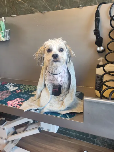 Ollie, een boomer, zit nat in het bad met een handdoek