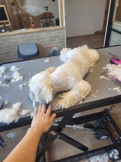 Ollie, een boomer, ligt rustig op de trimtafel