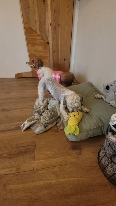 Ollie, een boomer, speelt bij het kussen met het speelgoed