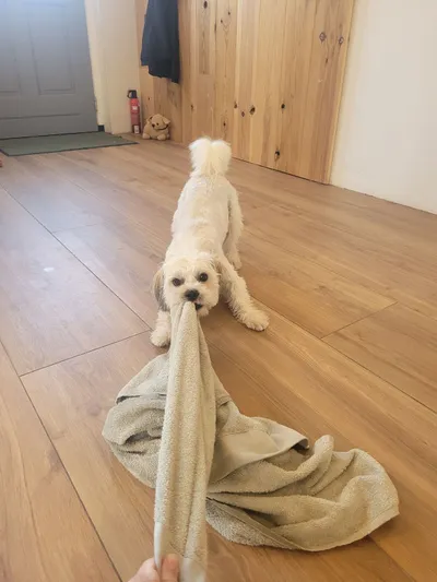Ollie, een boomer, trekt speels aan de handdoek