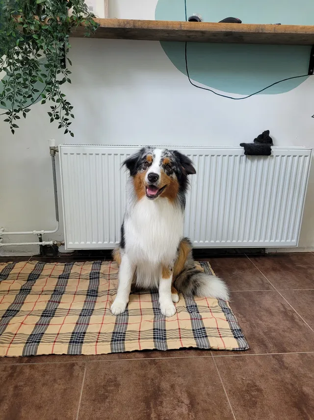 Olly, een australische herder, zit klaar op een geruit kleed