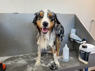 Olly, een australische herder, lacht nat in het bad
