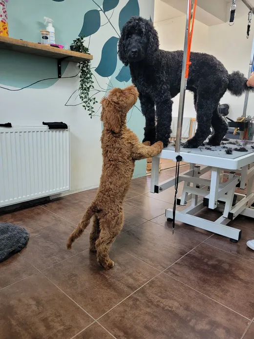 Peppa, een koningspoedel pup, staat op de achterpootjes tegen de trimtafel
