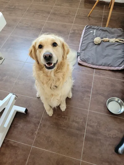 Pepper, een golden retriever, zit blij in de salon