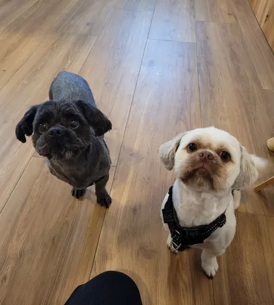 Pip en Ties, twee boomers, kijken samen omhoog in de salon