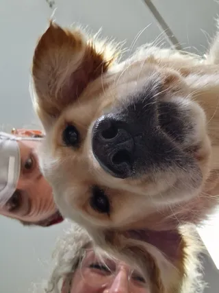 Pip, een golden retriever, van dichtbij, met stagiair Delila en Cynthia erachter in de salon