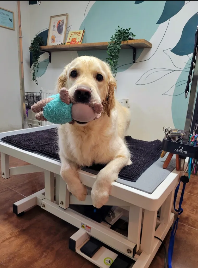 Pip, een golden retriever, ligt op de trimtafel met een knuffel in de bek