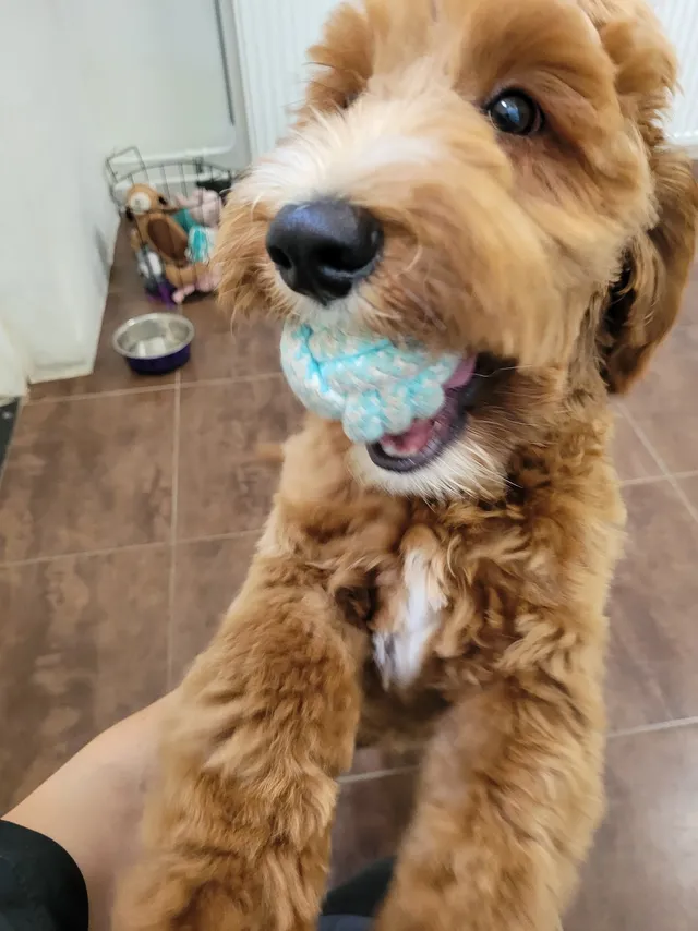 Pip, een labradoodle, springt op met een bal in de bek