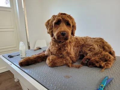 Pip, een bruine labradoodle, ligt op de trimtafel