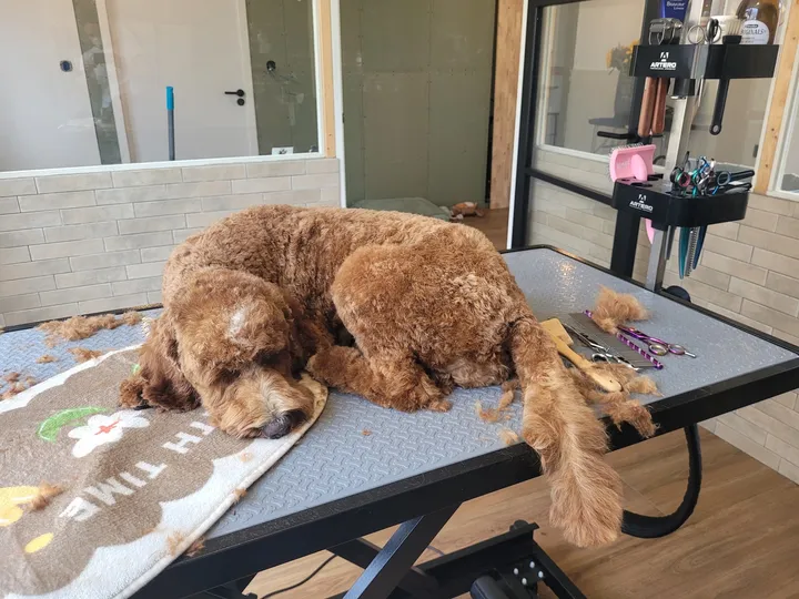 Pip, een labradoodle, ligt diep te slapen op de trimtafel