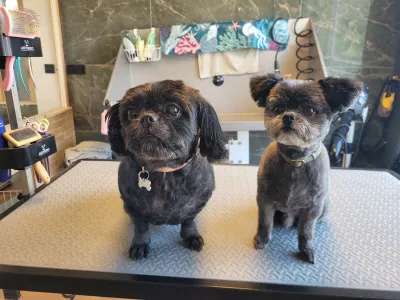 Pippa en Fridje, twee boomers, zitten fris getrimd naast elkaar op de trimtafel