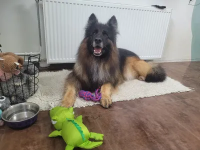 Rex, een langharige duitse herder, ligt lachend op een kleed met een speeltje