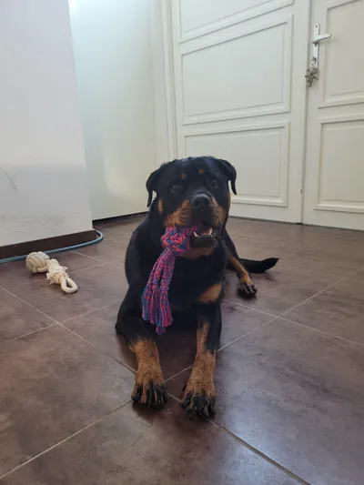 Een rottweiler met een sjaaltje ligt op de vloer van de salon