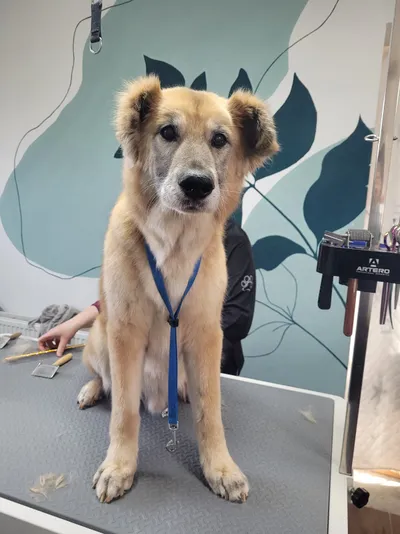 Sammy, een herder mix, zit op de trimtafel