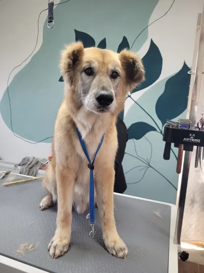 Sammy, een herder mix, staat rustig op de trimtafel