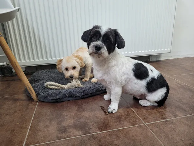 Sasha en Teddy, twee boomers, bij de verwarming