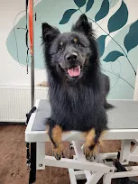 Scott, een boheemse herder, ligt met de voorpoten over de rand van de trimtafel