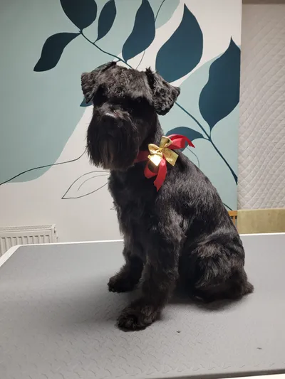 Sepp, een dwergschnauzer, zit met een strik op de trimtafel
