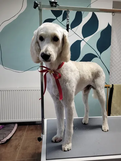 Shanti, een goldendoodle, staat met een rode strik op de trimtafel
