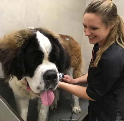 Cynthia wast een sint-bernard in het bad