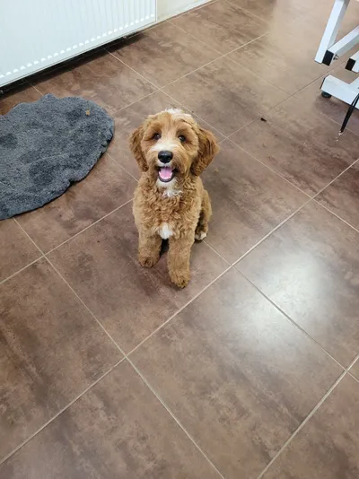 Soof, een labradoodle, zit midden in de salon