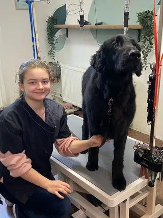 Snuffelstagiair Sophie borstelt Rivkah, een flatcoated retriever, op de trimtafel