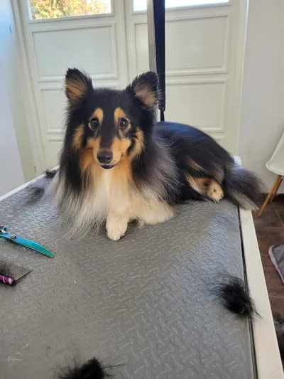 Spikey, een sheltie, ligt op de trimtafel