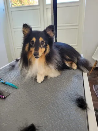 Spikey, een sheltie, ligt op de trimtafel