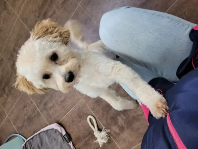 Teddy, een boomer, geeft een pootje