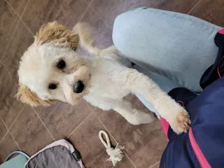 Teddy, een boomer, geeft een pootje