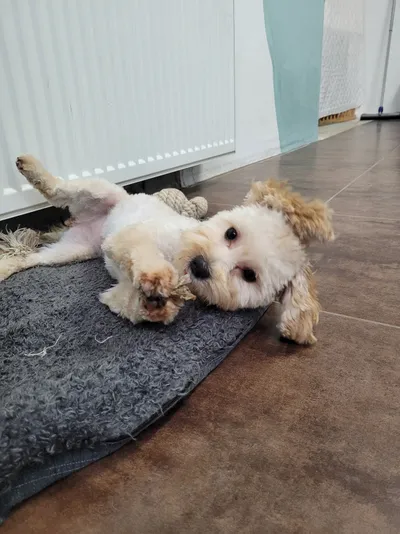 Teddy, een boomer, rolt over de vloer na de behandeling