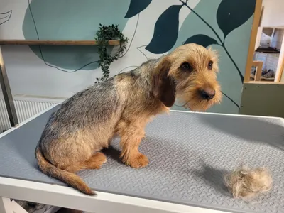 Ties, een basset fauve de bretagne, zit op tafel naast de geplukte vacht