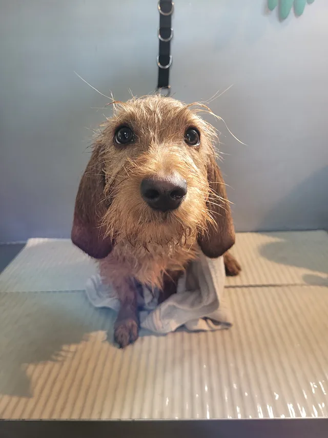 Ties, een basset fauve de bretagne, kijkt nat vanuit het bad in de camera