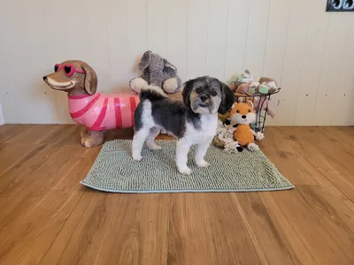 Tommie, een shih tzu, staat op het matje tussen het speelgoed