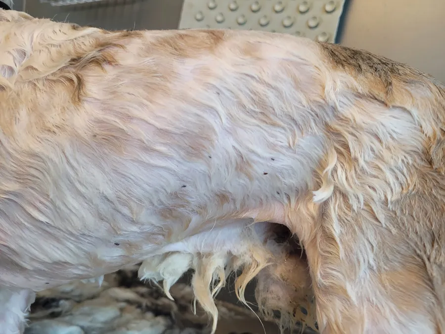 Een natte lichte vacht met een aantal kleine donkere puntjes: vlooien