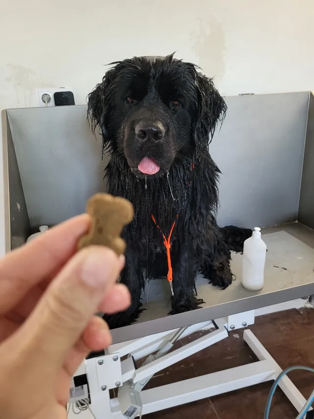 Vegimite, een newfoundlander, krijgt een koekje in het bad