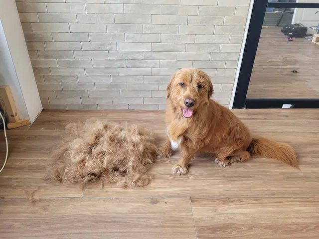 Zoo, een kruising tussen een Nova Scotia duck tolling retriever en een labradoodle, zit naast de berg wol die eruit kwam